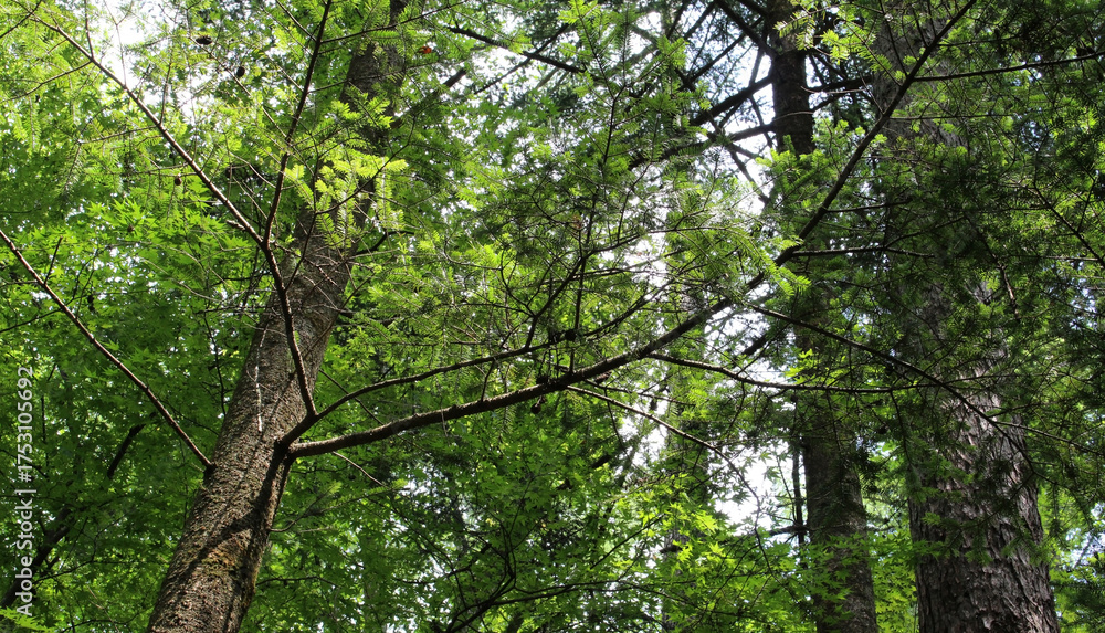 Fototapeta premium Tree branches with lush green leaves in summer. Trees with bright foliage in natural forest background. 