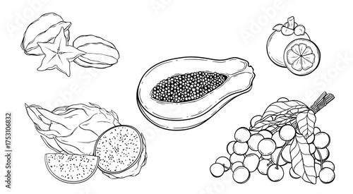 Set of tropical fruit Mangosteen, Dragon fruit, Star fruit, Papaya, Longan line art illustration