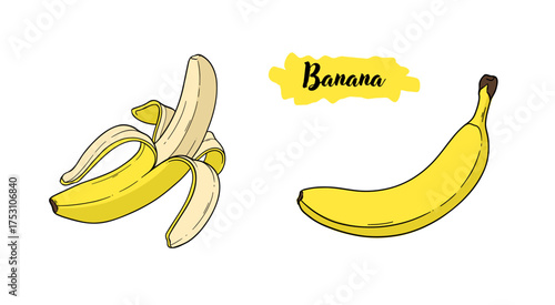 Banana tropical fruit botanical hand drawn vector illustration