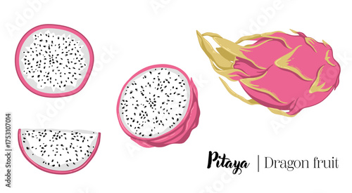 Dragon fruit pitaya tropical botanical hand drawn vector illustration