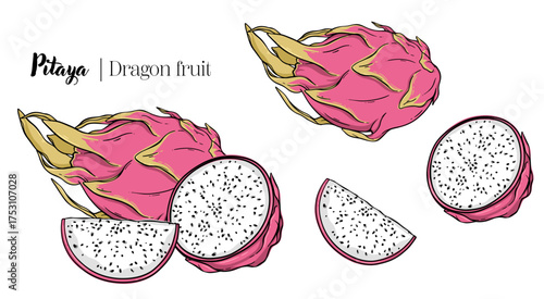 Dragon fruit pitaya tropical botanical hand drawn vector illustration