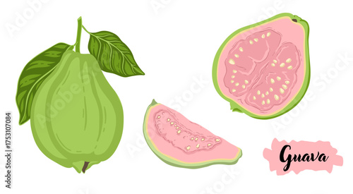 Guava tropical fruit botanical hand drawn vector illustration