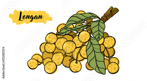 Longan tropical fruit branch botanical hand drawn vector illustration