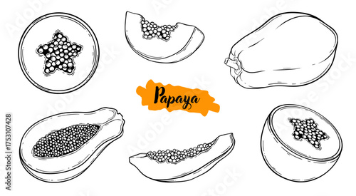 Papaya tropical fruit botanical line art hand drawn vector illustration