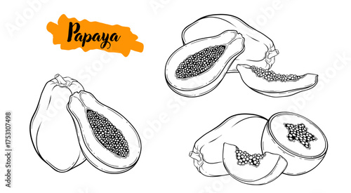 Papaya tropical fruit botanical line art hand drawn vector illustration