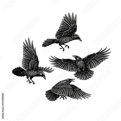 Set of four detailed raven illustrations in flight.