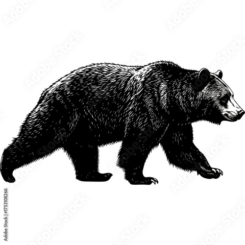 Detailed black and white illustration of a large grizzly bear walking.
