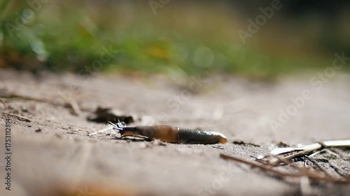 Macro photo of a slug crawling across dry soil in sunlight. Detailed close-up of wildlife in natural environment, showing texture, moisture, and earthy tones of summer outdoor habitat.