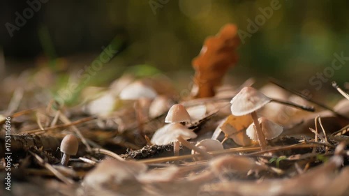 Delicate cluster of pale mushrooms in a sunlit autumn forest, surrounded by colorful fallen leaves. Serene close-up nature scene with warm tones and soft natural light