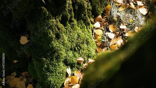 Close-up of green moss covering a tree trunk with golden fallen leaves around. Autumn forest scene with natural textures and soft sunlight highlighting details of moss and dry foliage on the ground.