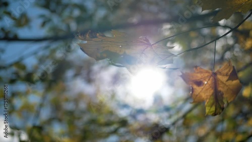 Golden maple leaf hanging on a tree branch with sunlight streaming through it. Soft bokeh background and warm autumn tones create a peaceful natural atmosphere, symbolizing change and beauty of fall.