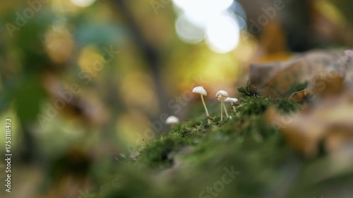 Tiny white mushrooms growing on mossy forest floor in autumn. Soft sunlight and colorful bokeh create a dreamy, peaceful woodland scene. Close-up nature macro with shallow depth of field.