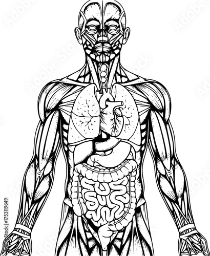 
Human Body Parts Illustration. This image shows a detailed anatomical representation of the human body highlighting muscles and organs. Vector art design.