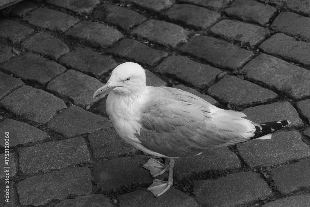 Fototapeta premium Glaucous-winged gull (Larus glaucescens) bird posing on sidewalk in black and white