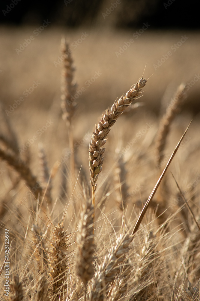 Fototapeta premium Epis de blé tendre au soleil couchant