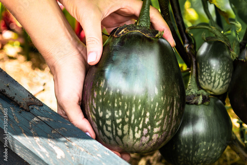 Organic round eggplant in hands. Fresh round eggplant picked from the garden – natural organic vegetable harvest.