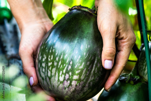 Organic round eggplant in hands. Fresh round eggplant picked from the garden – natural organic vegetable harvest.