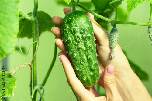 Woman hands holding ripe cucumber freshly picked from organic garden. Concept of eco farming and healthy lifestyle. Hands holding fresh cucumber from garden.
