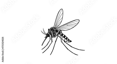 This illustration depicts a mosquito in black and white, showcasing its intricate details and anatomy.
