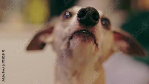 Close-up of a whippet’s nose, attentive and curious, ears and eyes softly out of focus, ending with a playful jump, cinematic pet footage.