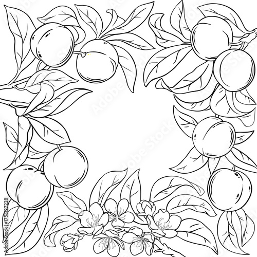 Peach Branch with Flowers, Fruits and Leaves Outline Frame. Organic natural nutritional healthy food ingredient, vegetarian diet product. Vector isolated for design or decoration.