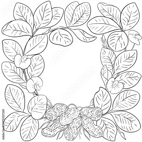 Peanut Plant with Flowers and Leaves Outline Frame. Organic natural nutritional healthy food ingredient, vegetarian diet product. Vector isolated for design or decoration.
