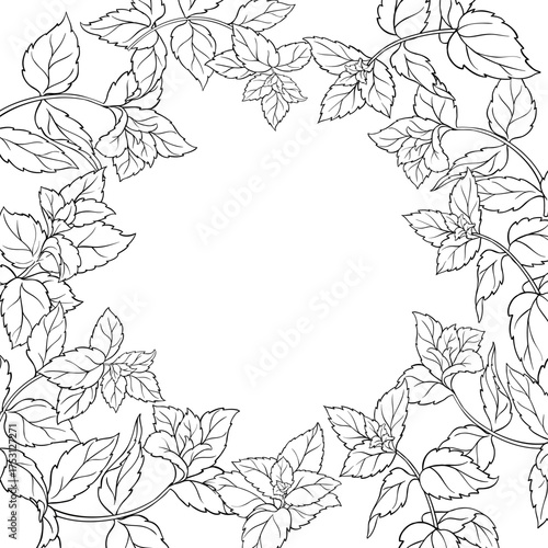 Peppermint Branch with Leaves Outline Frame. Essential oil ingredient for cosmetics, aromatherapy, health care, alternative medicine. Vector isolated for design or decoration.