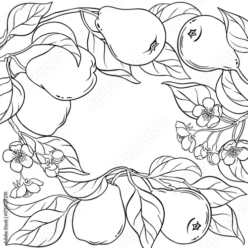 Pear Branch with Flowers, Fruits and Leaves Outline Frame. Organic natural nutritional healthy food ingredient, vegetarian diet product. Vector isolated for design or decoration.