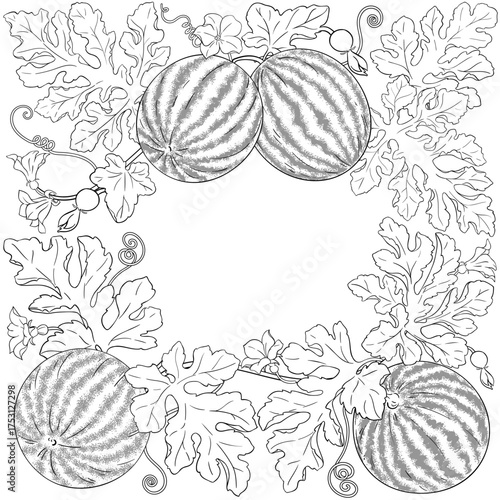 Watermelon Plant with Flowers, Fruits and Leaves Outline Frame. Organic natural nutritional healthy food ingredient, vegetarian diet product. Vector isolated for design or decoration.