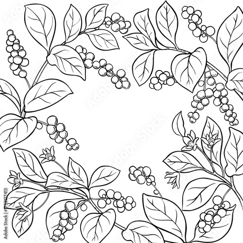 Schisandra Branch with Flowers, Berries and Leaves Outline Frame. Organic natural nutritional healthy food ingredient, vegetarian diet product. Vector isolated for design or decoration.