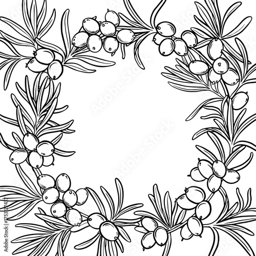 Sea Buckthorn Branch with Berries and Leaves Outline Frame. Organic natural nutritional healthy food ingredient, vegetarian diet product. Vector isolated for design or decoration.