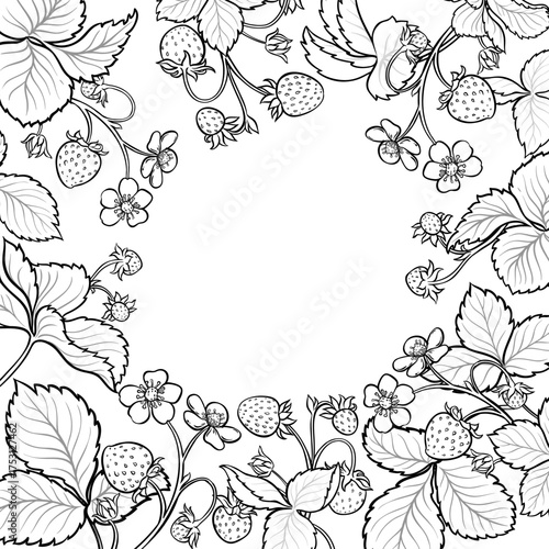 Strawberry Branch with Flowers, Berries and Leaves Outline Frame. Organic natural nutritional healthy food ingredient, vegetarian diet product. Vector isolated for design or decoration.