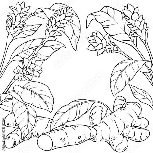 Turmeric Plant with Flowers and Leaves Outline Frame. Organic natural nutritional healthy food ingredient, vegetarian diet product. Vector isolated for design or decoration.