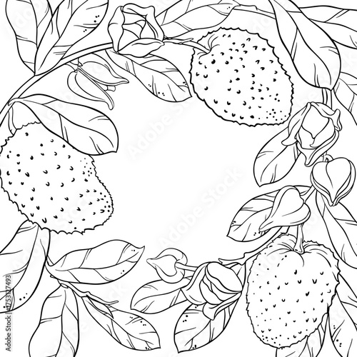 Soursop Branch with Flowers, Fruits and Leaves Outline Frame. Organic natural nutritional healthy food ingredient, vegetarian diet product. Vector isolated for design or decoration.