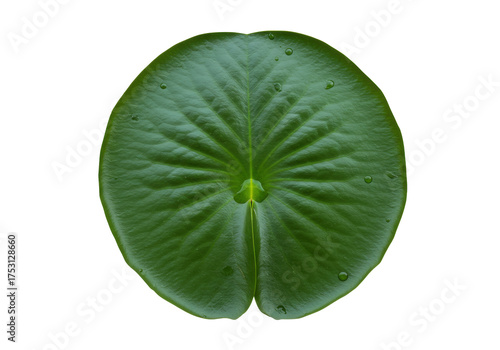 Fototapeta Fresh green lily pad isolated, aquatic plant with water droplets on a transparen