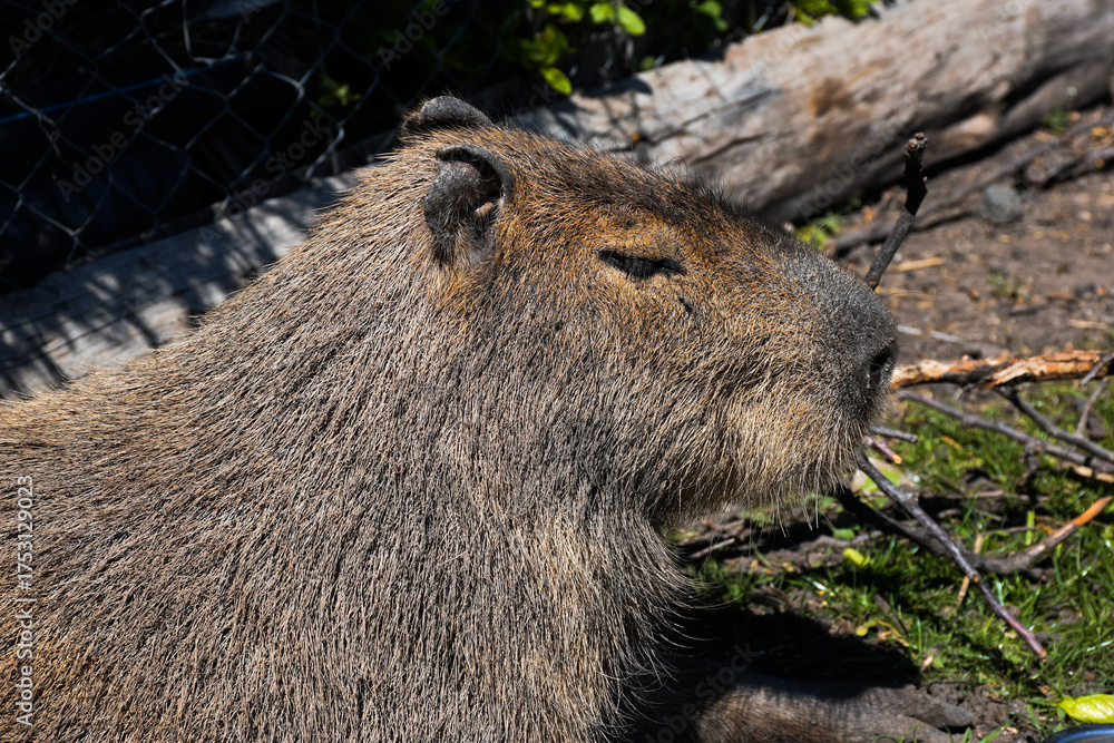Obraz premium Cute kawaii looking capybara in a Zoo