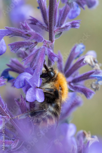 Bee on Nepata racemosa 'Walker's Low' (dwarf catmint)