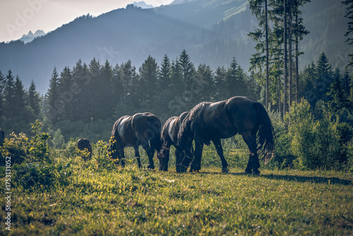 Canvas Print Herd of Dark Horses Grazing on Green Mountain Meadow in Summer, Beautiful Alpine