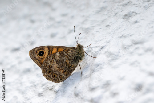 Wall Brown Butterfly (Lasiommata megera)