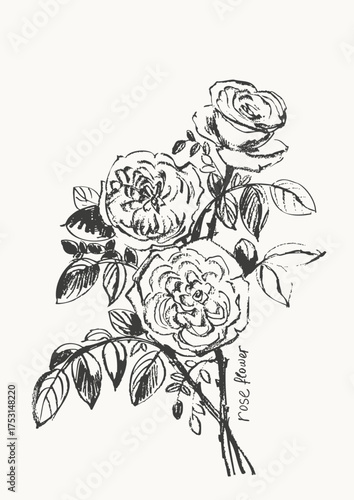 Hand drawn ink rose flower illustration. Garden plant background. Floral bouquet. Greeting card, poster design.