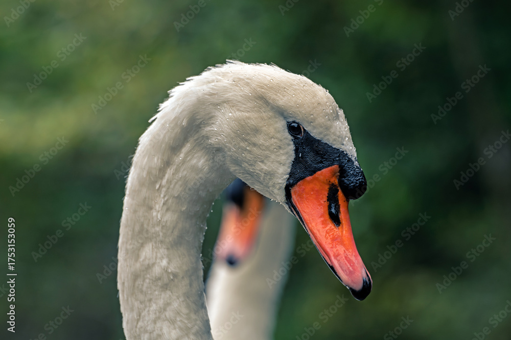 Fototapeta premium Close-up of a mute swan’s head with orange beak and white feathers, elegant bird portrait in natural light.