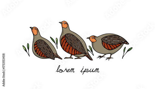 Vector card with hand drawn flock of Grey Partridges among green twigs. Ink drawing, decorative graphic style. Beautiful wildlife or Easter celebration design elements