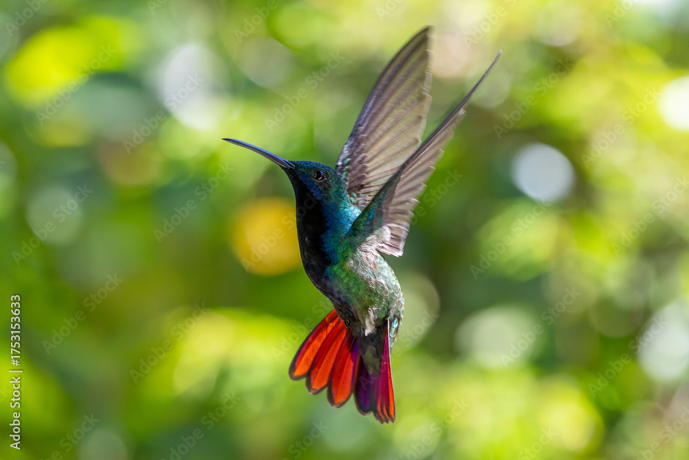 Fototapeta premium hummingbird in flight - Black-throated mango 