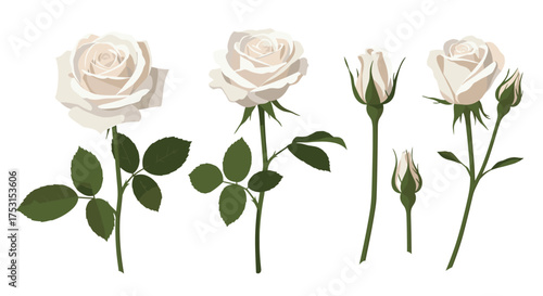 A collection of white roses and buds on white background.