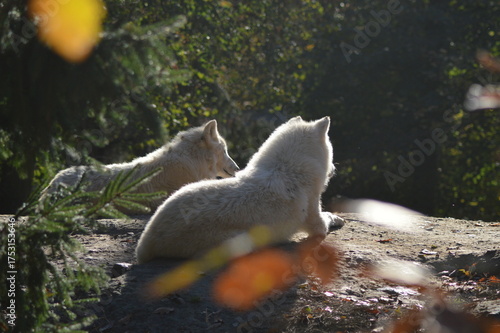 arctic wolves