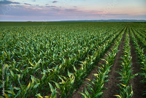 Young corn plants growing in rows at sunset