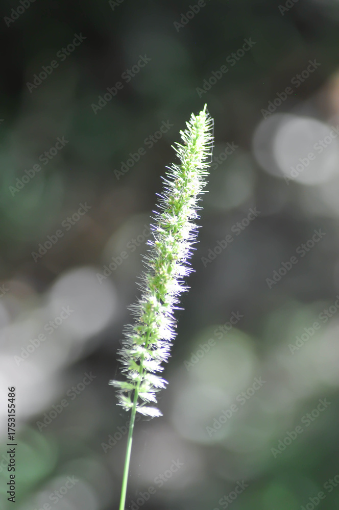 Fototapeta premium Phleum phleoides, Sacciolepis or Setaria or Setaria viridis or grass flower