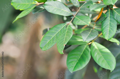 Wallpaper Mural rambutan tree, rambutan plant or Nephelium lappaceum Linn Torontodigital.ca
