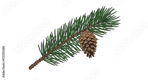 A detailed illustration of a pine branch with a single brown pine cone attached.