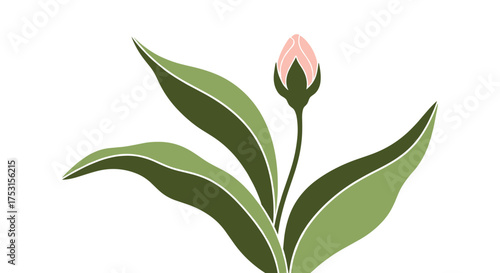 A delicate pink flower bud unfurls its petals surrounded by lush green leaves on a white background.